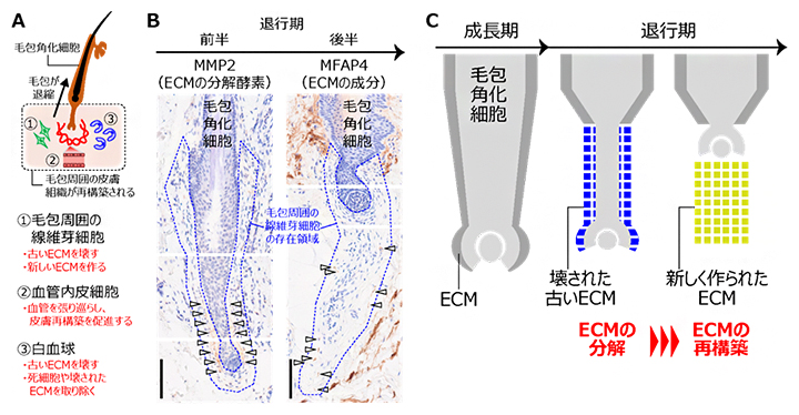 退行期における皮膚再構築の仕組みの図