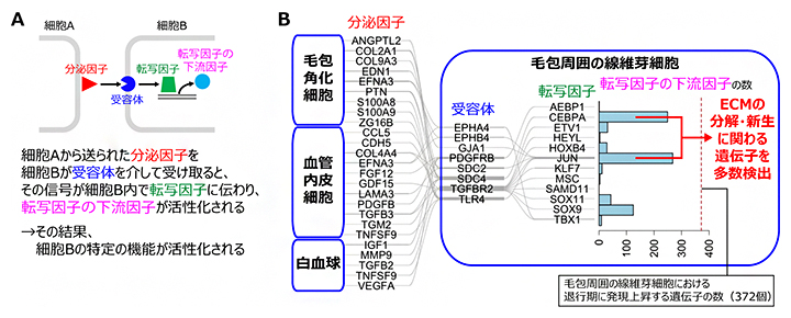 皮膚再構築における細胞間コミュニケーションと細胞機能の活性化の図