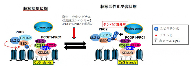 本研究で明らかにしたポリコム複合体PCGF1-PRC1による転写抑制解除機構の概要図