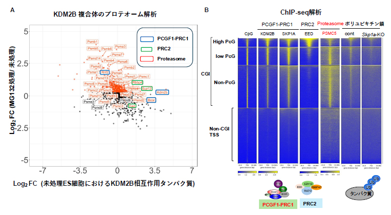 KDM2B複合体のプロテオーム解析とCpGアイランドにおける局在の図