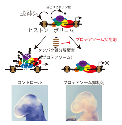 ポリコム複合体蓄積による遺伝子発現の抑制の図