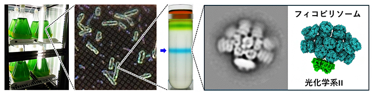 T. vulcanusからのPBS-PSⅡの調製とその全体構造の図
