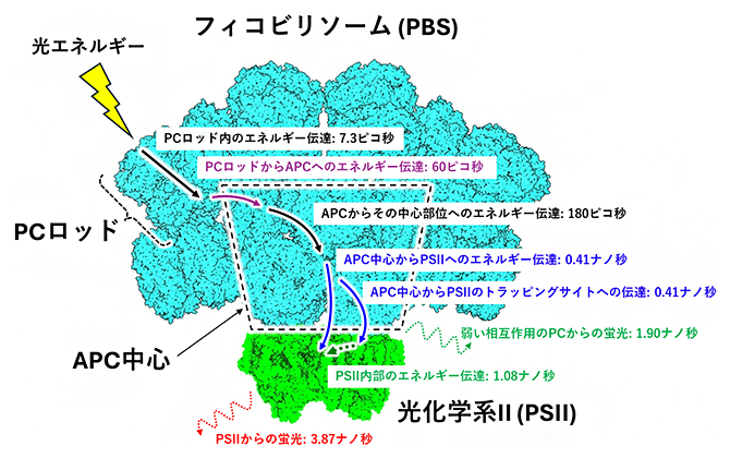 T. vulcanusフィコビリソームー光化学系Ⅱの光エネルギー伝達の速度と経路の図