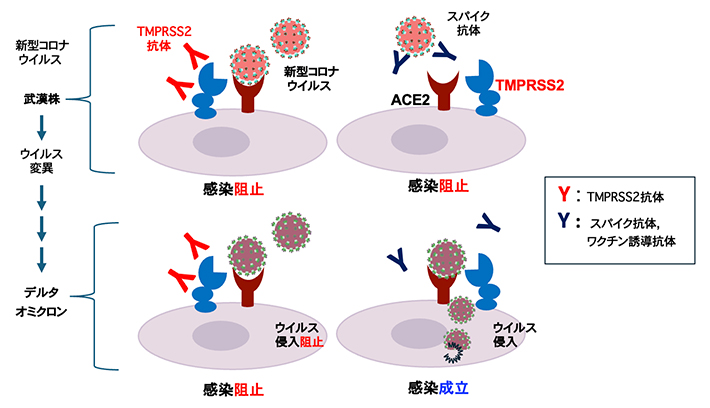 TMPRSS2抗体による全ての新型コロナウイルス変異株の感染阻止の図