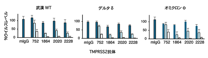 SARS-CoV-2変異株の感染を抑制するTMPRSS2抗体の図