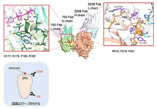 TMPRSS2抗体が認識するエピトープの図