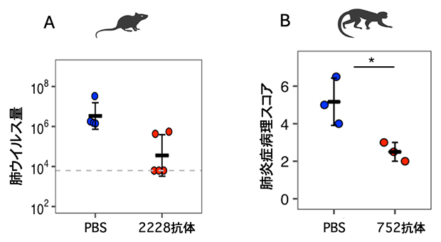 動物モデルでの新型コロナウイルス感染のTMPRSS2抗体による抑制の図