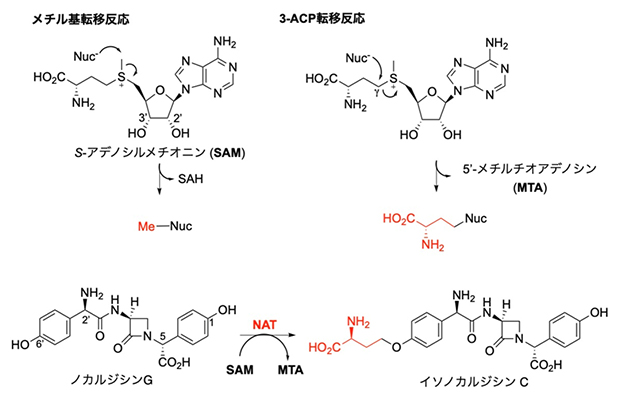NATが触媒する3-ACP転移反応の図