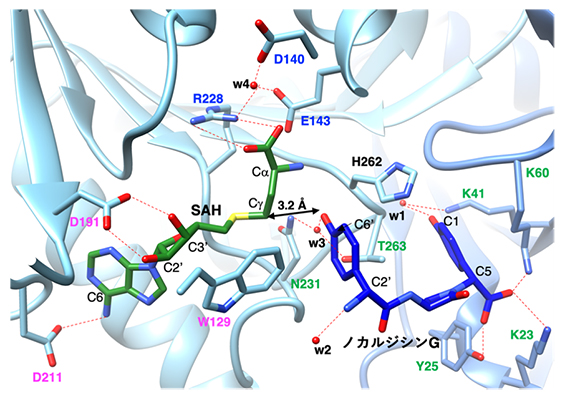 NATの活性中心構造の図