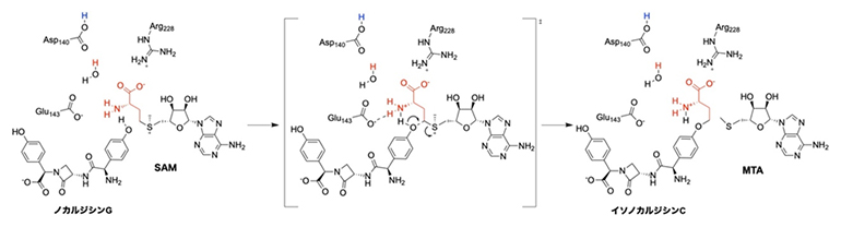 本研究で明らかになったNATの触媒する3-ACP転移反応メカニズムの図