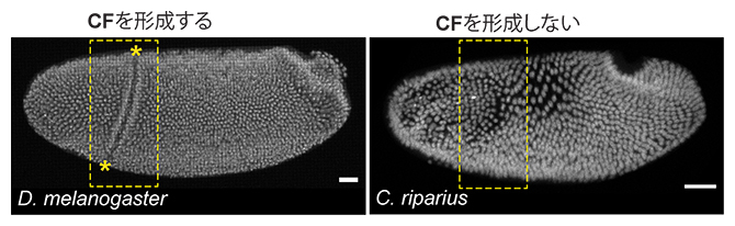 CFを形成するショウジョウバエ胚（左）と、CFを形成しないユスリカ胚（右）の図