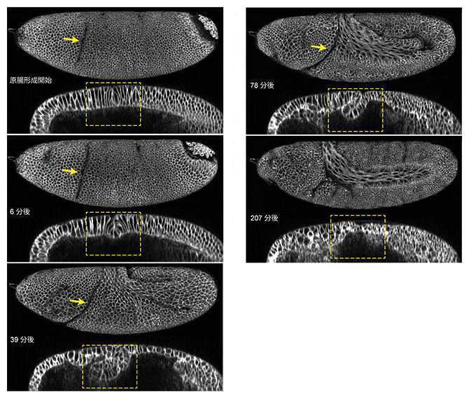 ショウジョウバエ胚のCFの形成と退縮の図
