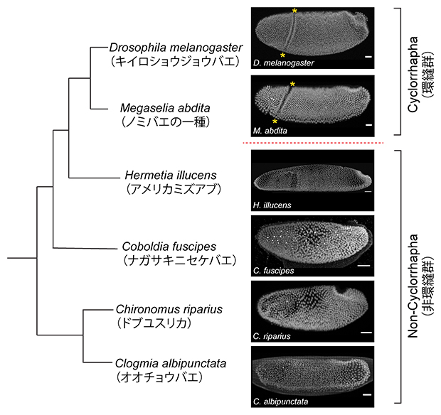 双翅目の系統とCF形成の関係の図