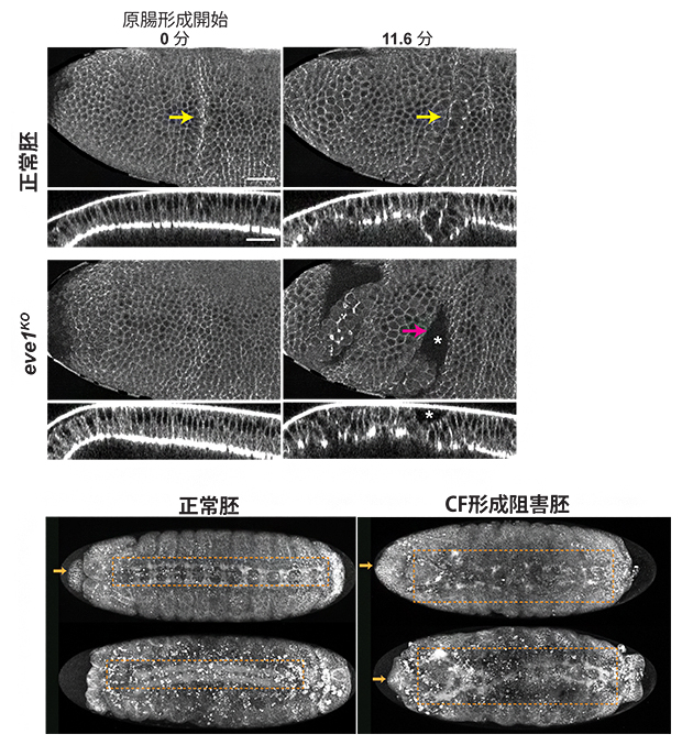 CF形成の阻害で生じた形態異常の図