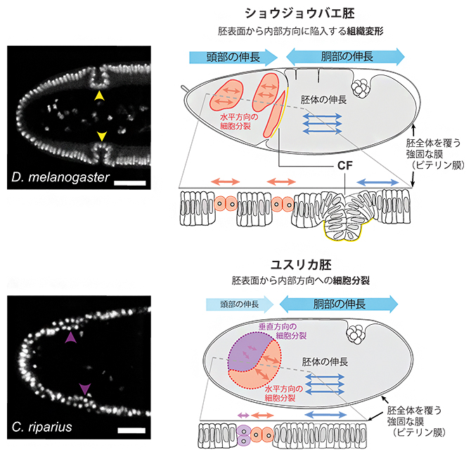 双翅目昆虫胚が「組織テクトニック衝突」を防ぐ二つの仕組みの図