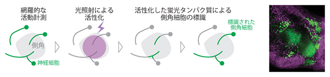 カルシウムイメージング法と光遺伝学による新規計測技術の図