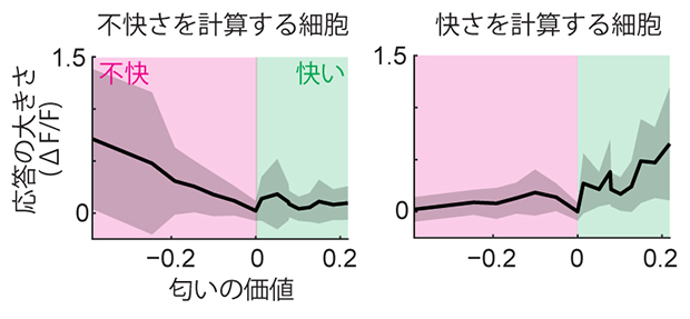 快い・不快な匂い特異的に応答する側角細胞の図