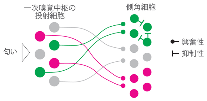 快・不快の情報処理に関わる神経回路の図