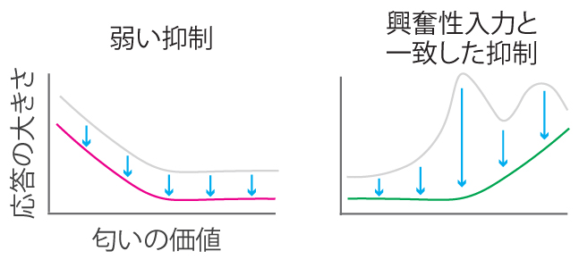 抑制による匂い応答の変化の図