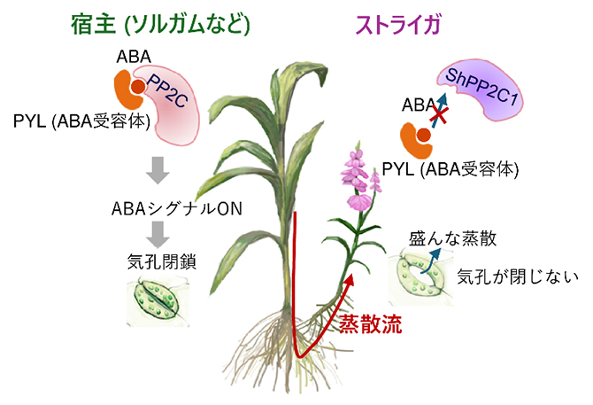 乾燥地で特に被害を出すストライガの図
