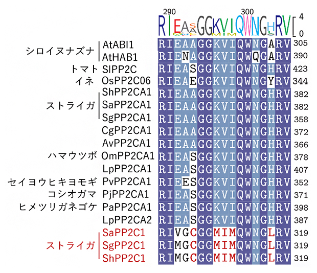 ストライガが属するハマウツボ科とモデル植物が持つPP2Cのアミノ酸配列の図