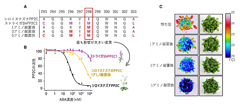 ストライガのShPP2CのABA感受性を低下させる原因となる変異の図