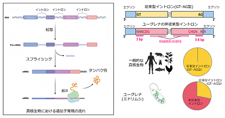 真核生物の遺伝子発現とユーグレナゲノムの非従来型イントロンの図