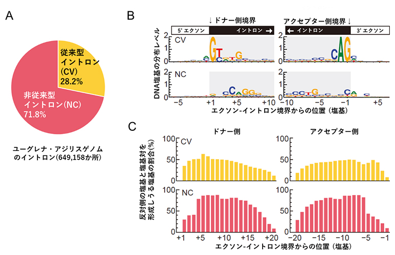 ユーグレナ・アジリスのゲノム中のイントロンの図