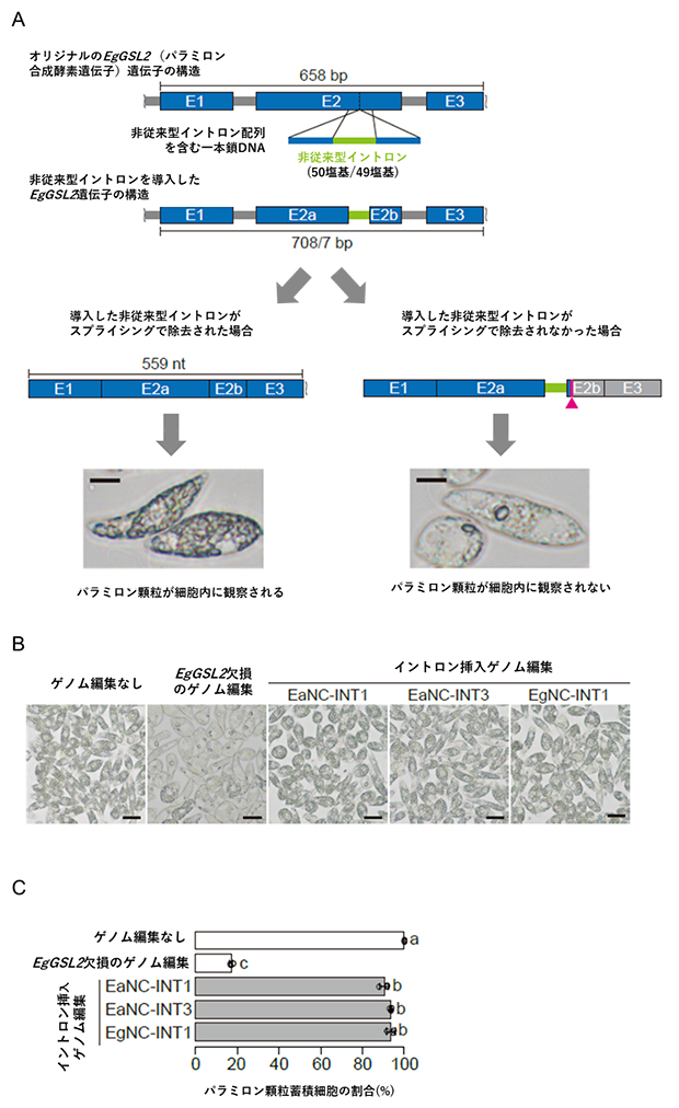 EgGSL2遺伝子第2エクソン内部へのイントロン導入とパラミロン顆粒の蓄積の図