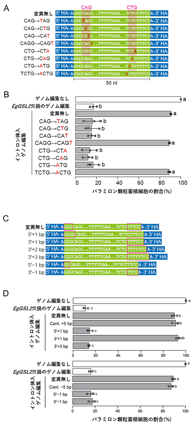 変異型イントロンの導入とパラミロン顆粒の蓄積によるスプライシングの評価の図