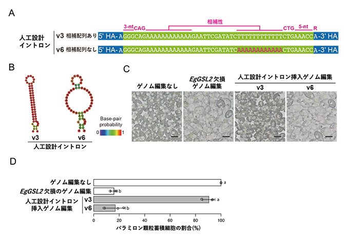スプライシングに必要と考えられる配列要素を含んだ人工設計イントロンの図