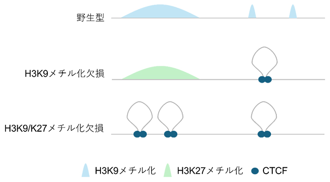 抑制性クロマチン修飾によるクロマチンタンパク質CTCFの結合および3Dゲノムの制御の図