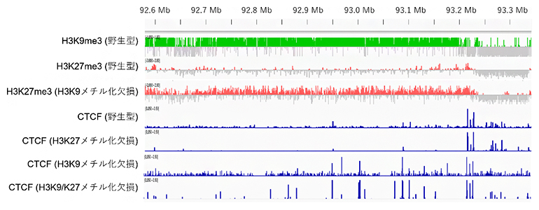H3K27メチル化の再分布によるCTCF結合の抑制の図