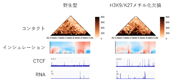 H3K9/27メチル化欠損による3Dゲノム・遺伝子発現の変化の図