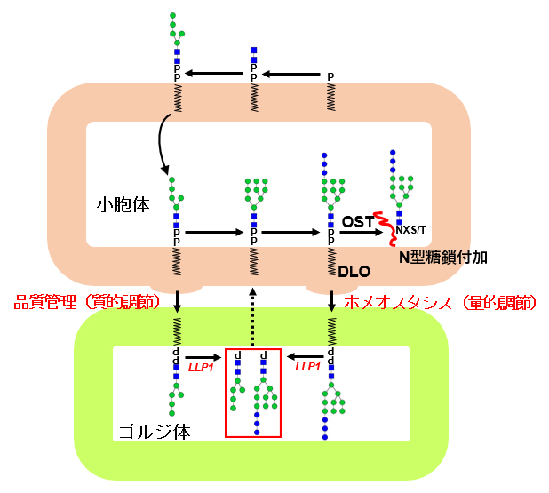 DLO-PP'ase、LLP1の機能の図