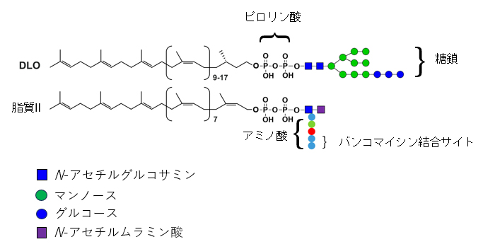 真核細胞のドリコール結合糖鎖（DLO）とバクテリアの脂質IIの構造の図
