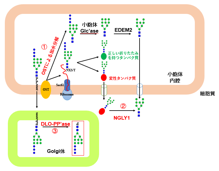 パン酵母におけるさまざまな遊離糖鎖の代謝機構の図