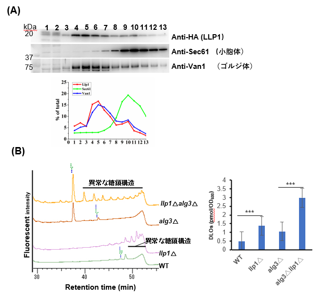 LLP1の細胞内局在解析とllp1欠損株のDLO上の糖鎖解析の図