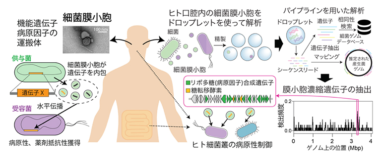 細菌膜小胞内包遺伝子の重要性と解析アプローチの図