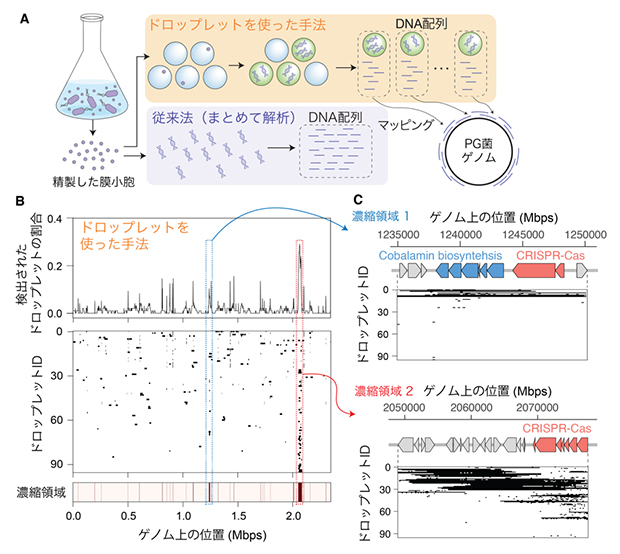 PG菌膜小胞に対する解析結果の一例の図