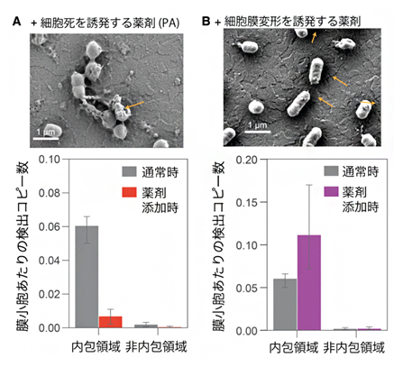 PG菌の膜小胞産生経路による検出DNAコピー数の変化の図