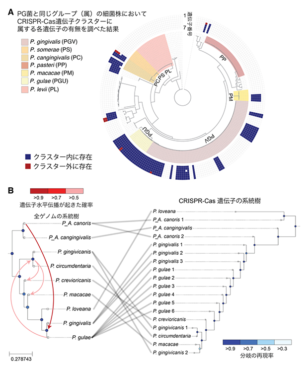 近縁種におけるCRISPR-Cas遺伝子クラスターの分布と系統的関係の図