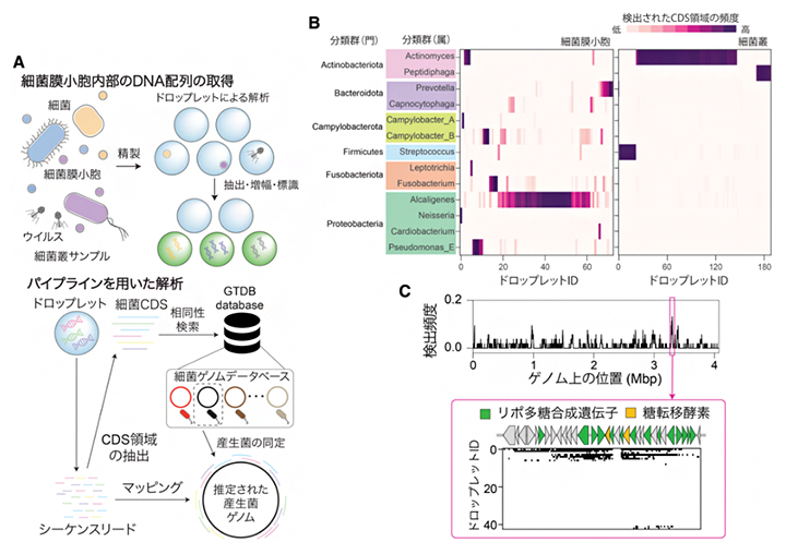 歯垢バイオフィルムサンプル由来の細菌膜小胞に対するDNA解析の一例の図