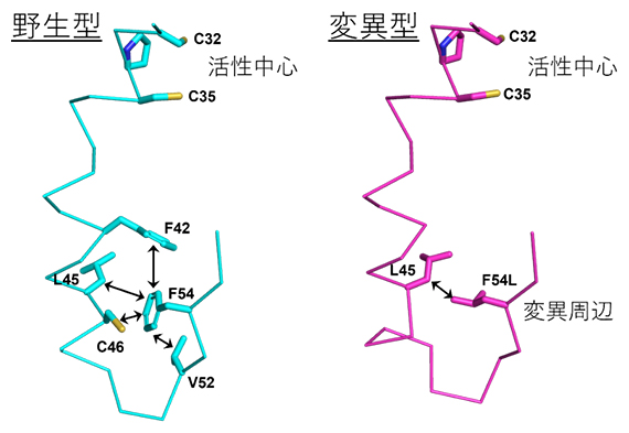 ラットチオレドキシンの変異周辺および活性中心付近の結晶構造の図