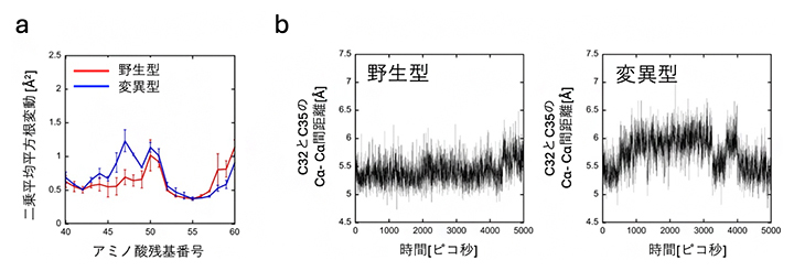 分子動力学シミュレーションの結果の図