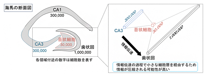 少数の細胞層を介する情報伝達において情報損失を最小化する仕組みの図