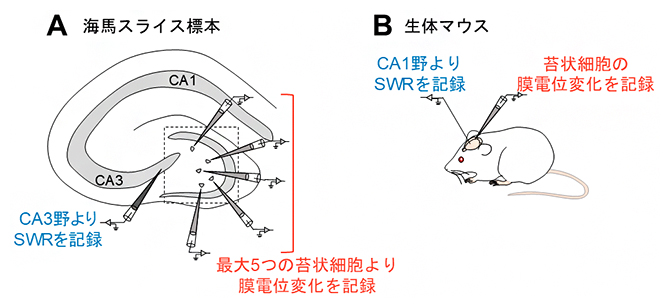 海馬スライス標本および生体マウスからのホールセルパッチクランプ記録の図