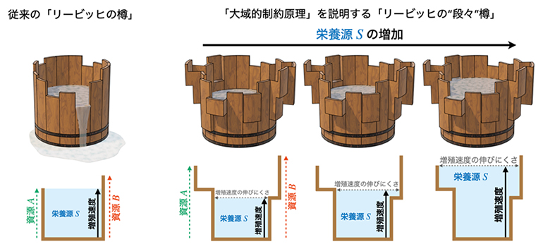 「大域的制約原理」の模式図：リービッヒの段々樽の図