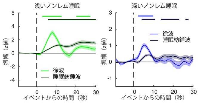 脳波活動に対応して生じる脳脊髄液（CSF）信号の変化の図