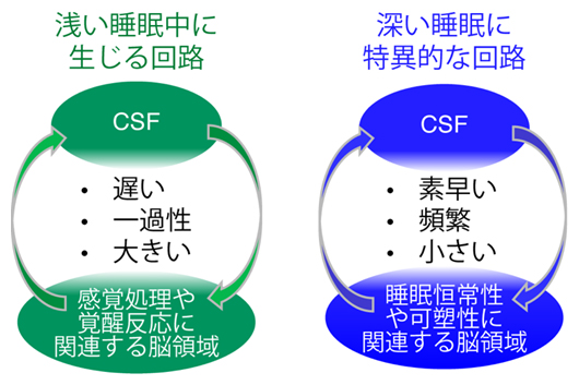 浅い睡眠と深い睡眠におけるCSF動態に関する仮説の図
